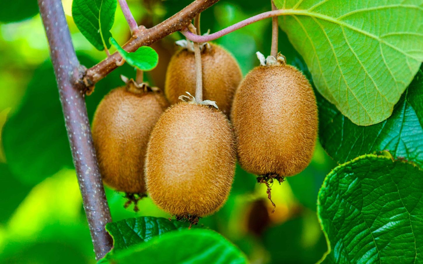 kiwi on tree