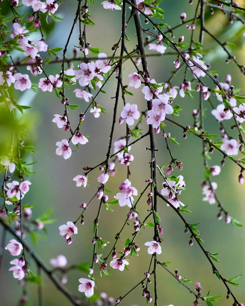 It All Starts with a Blossom: Why Spring Matters for Fruit Production
